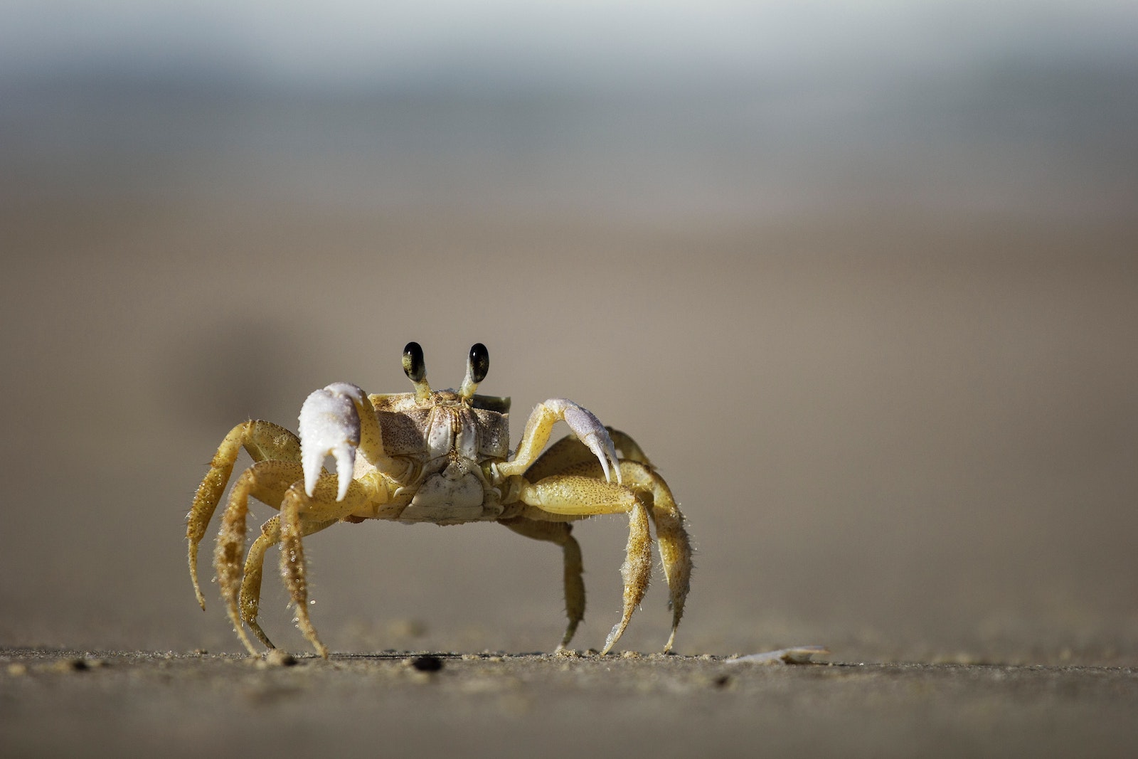 Bandit Crab